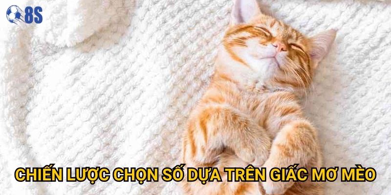 Chiến lược chọn số dựa trên giấc mơ mèo
