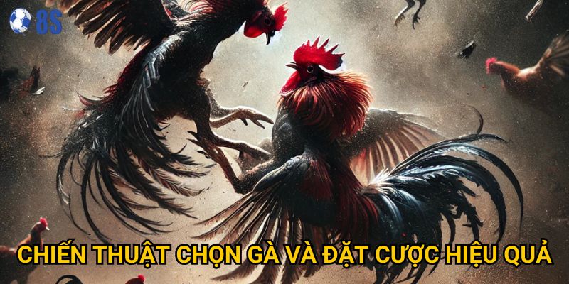 Chiến thuật chọn gà và đặt cược hiệu quả