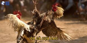 Tại sao Đá gà cựa dao lại được coi là loại hình kịch tính nhất tại 8s?