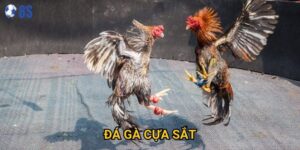 Tại sao Đá gà cựa sắt tại 8s lại được nhiều người ưa chuộng?