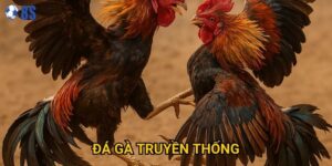 Tại sao Đá gà truyền thống tại 8s vẫn giữ được sức hấp dẫn?