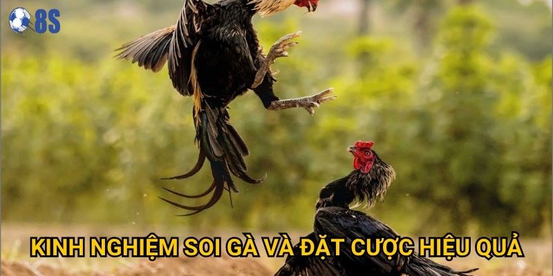 Kinh nghiệm soi gà và đặt cược hiệu quả
